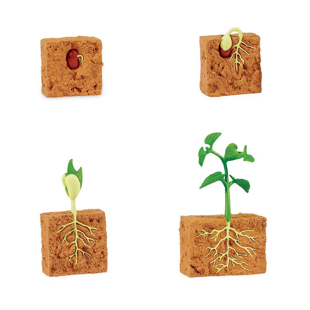 Safari Ltd. - Levenscyclus van een groene bonenplant