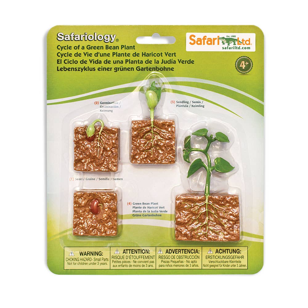 Safari Ltd. - Levenscyclus van een groene bonenplant